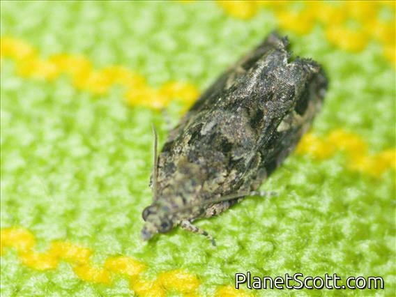 Totricid Leafroller Moth (Tortricidae sp)