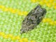 Totricid Leafroller Moth (Tortricidae sp)