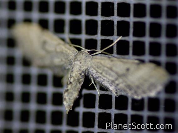 Pug Moth (Eupitheciini sp)