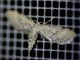 Pug Moth (Eupitheciini sp)