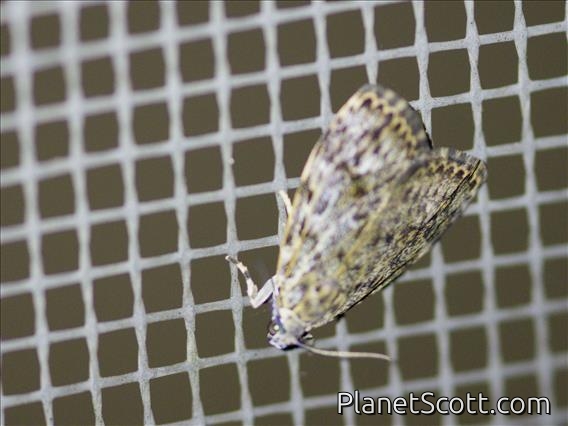 Crambid Snout Moth (Crambidae sp)