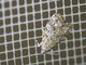 Crambid Snout Moth (Crambidae sp)