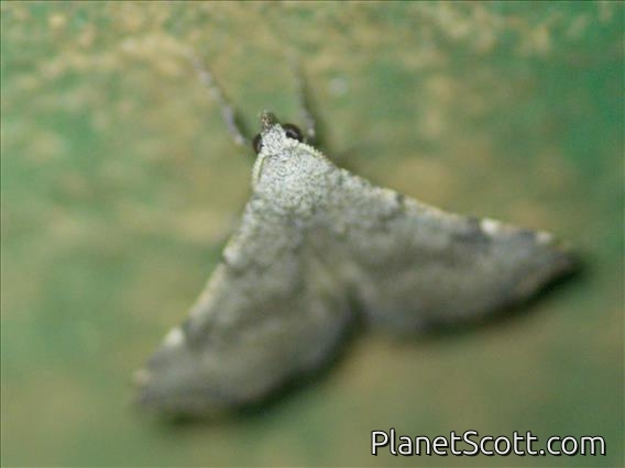 Underwing Moth (Erebidae sp)