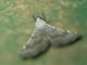 Underwing Moth (Erebidae sp)