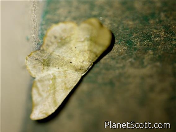 Geometer Moth (Ennominae sp)