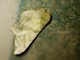 Geometer Moth (Ennominae sp)