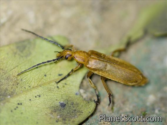 Blister Beetle (Nemognathini sp)