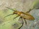 Blister Beetle (Nemognathini sp)