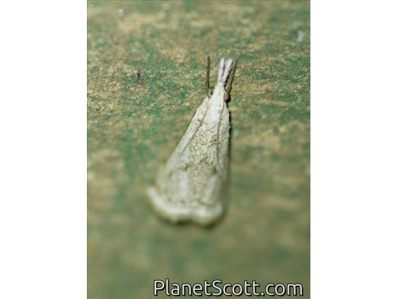 Grass-veneer Moth (Crambidae sp)
