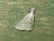 Grass-veneer Moth (Crambidae sp)
