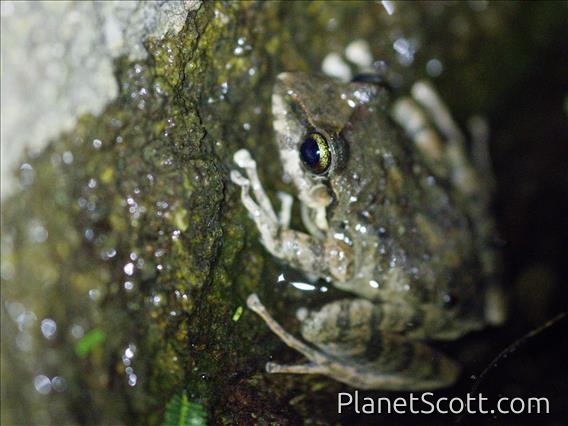 Robber Frog (Pristimantis lymani)
