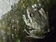 Robber Frog (Pristimantis lymani)