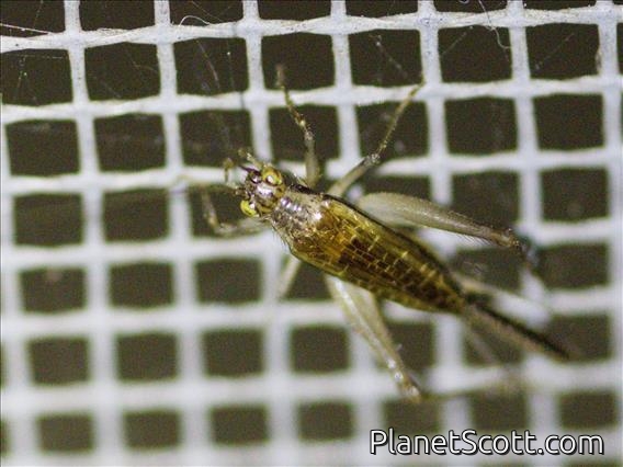 Trig (Trigonidiini sp)