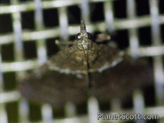 Crambid Snout Moth (Crambidae sp)