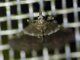 Crambid Snout Moth (Crambidae sp)
