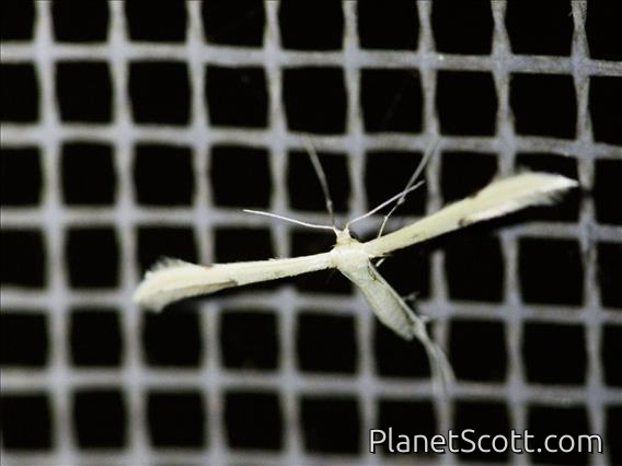 Plain Plume Moth (Hellinsia homodactylus)