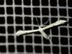 Plain Plume Moth (Hellinsia homodactylus)