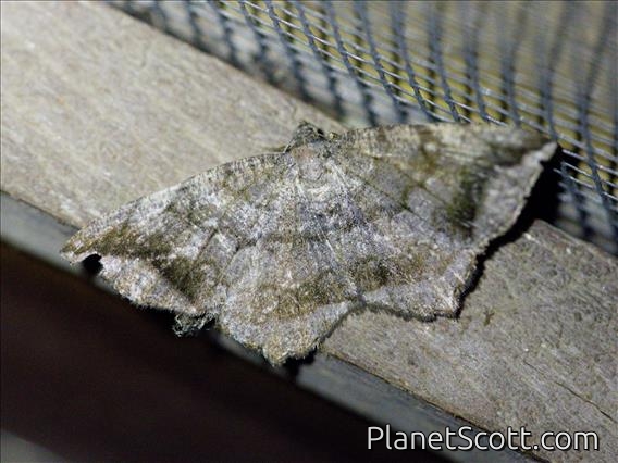Geometer Moth (Anisoperas sp)