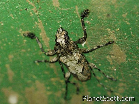 Flat-faced Longhorn Beetle (Acanthoderini sp)