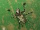 Flat-faced Longhorn Beetle (Acanthoderini sp)