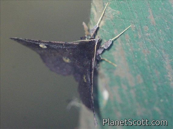 Fruit-piercing Moth (Oxidercia sp)