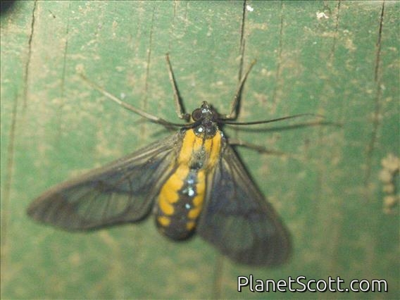Tiger Moth (Euchromiina sp)