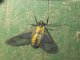 Tiger Moth (Cosmosoma garleppi)