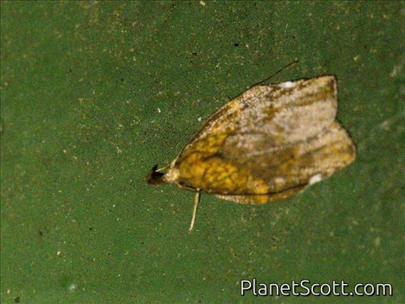 Crambid Snout Moth (Crambidae sp)