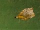 Crambid Snout Moth (Crambidae sp)
