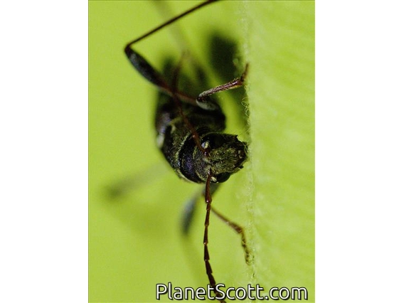 Round-necked Longhorn Beetle (Cerambycinae sp)