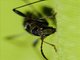 Round-necked Longhorn Beetle (Cerambycinae sp)
