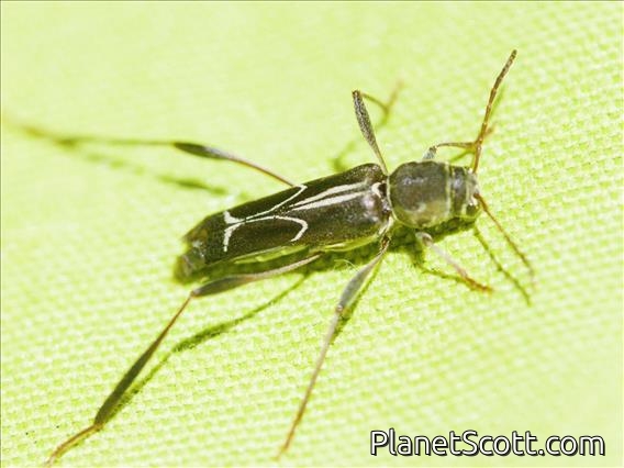 Round-necked Longhorn Beetle (Cerambycinae sp)