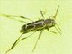 Round-necked Longhorn Beetle (Cerambycinae sp)