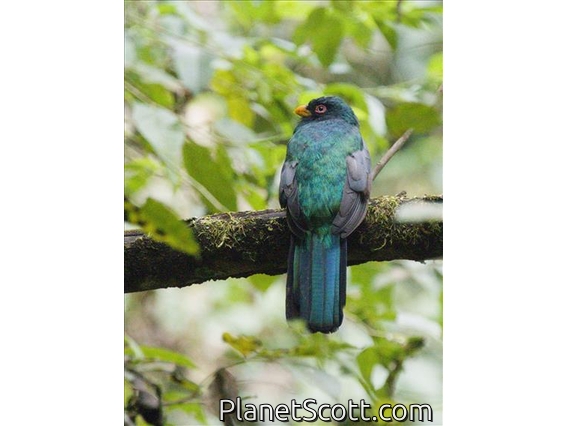 Ecuadorian Trogon (Trogon mesurus)