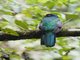 Ecuadorian Trogon (Trogon mesurus)