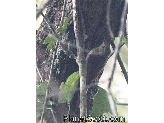 Olivaceous Woodcreeper (Sittasomus griseicapillus)
