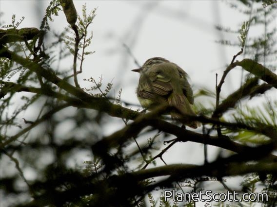 Maranon Tyrannulet (Nesotriccus maranonicus)