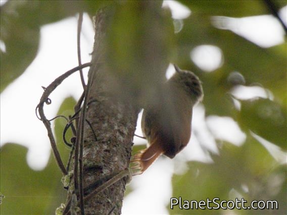 Wedge-billed Woodcreeper (Glyphorynchus spirurus)