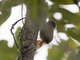 Wedge-billed Woodcreeper (Glyphorynchus spirurus)