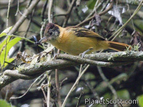 Collared Antshrike (Thamnophilus bernardi) - Female