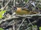 Collared Antshrike (Thamnophilus bernardi) - Female