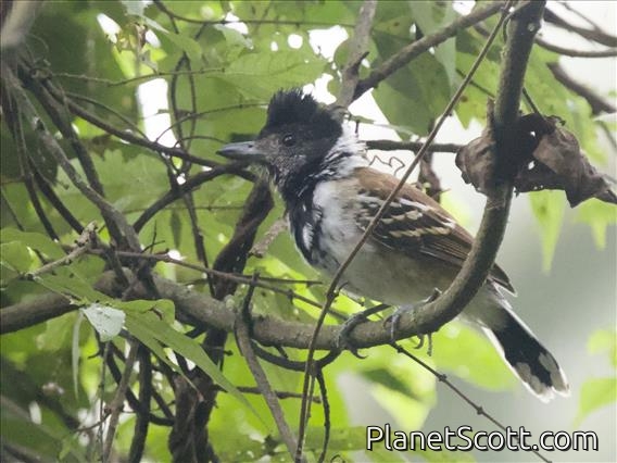 Collared Antshrike (Thamnophilus bernardi)