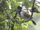 Collared Antshrike (Thamnophilus bernardi)