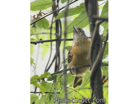 Slaty Becard (Pachyramphus spodiurus)