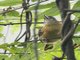 Slaty Becard (Pachyramphus spodiurus)