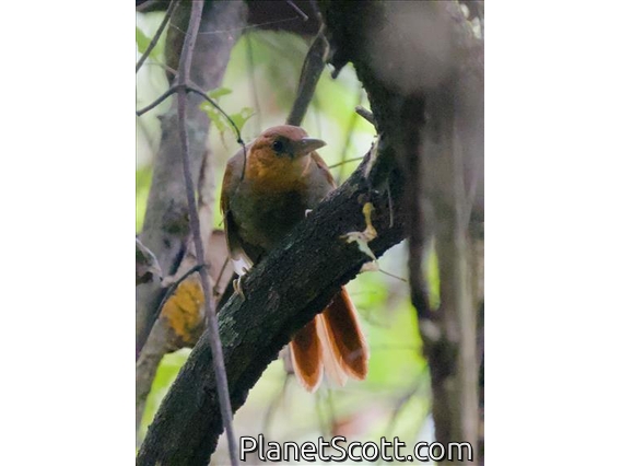 Henna-hooded Foliage-gleaner (Clibanornis erythrocephalus)