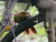 Henna-hooded Foliage-gleaner (Clibanornis erythrocephalus)