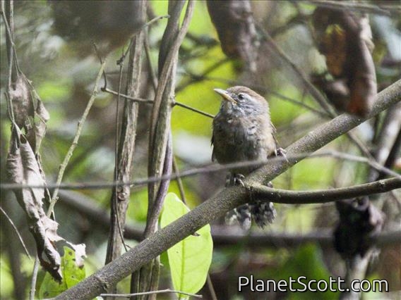 Speckle-breasted Wren (Pheugopedius sclateri)