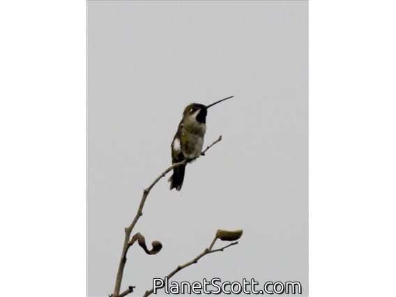 Long-billed Starthroat (Heliomaster longirostris)
