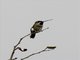Long-billed Starthroat (Heliomaster longirostris)